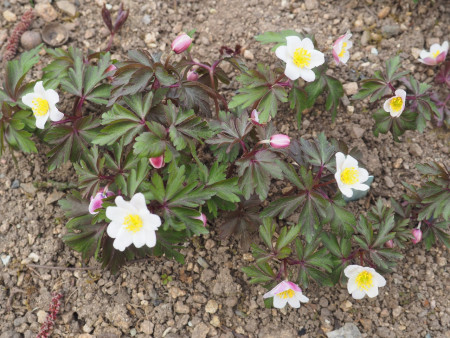 Anemone nemorosa ´Bill baker´